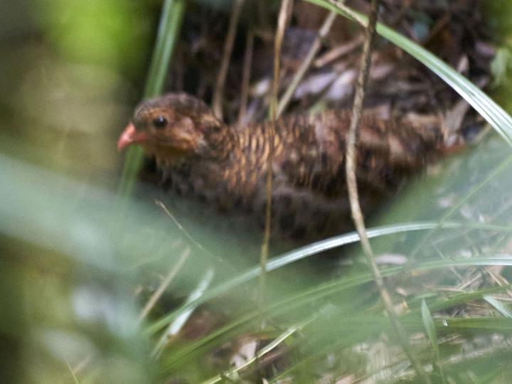Udzungwa Forest Partridge