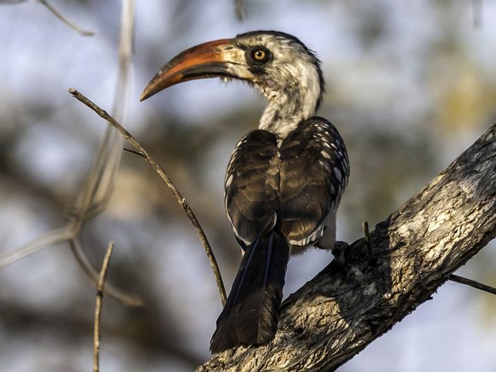 Tanzanian Red-billed Hornbill