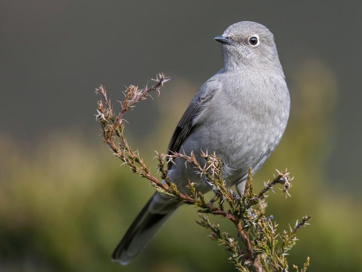 Townsend's Solitaire