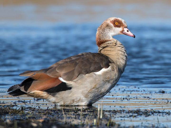 Egyptian Goose