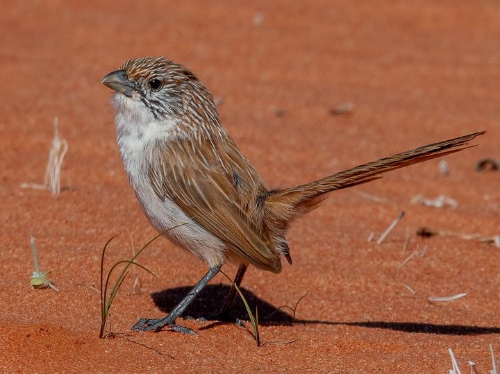 Eyrean Grasswren