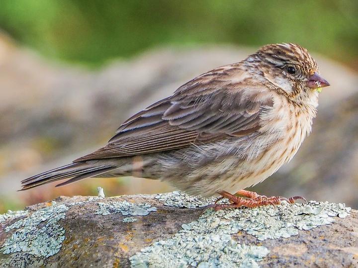 Ankober Serin
