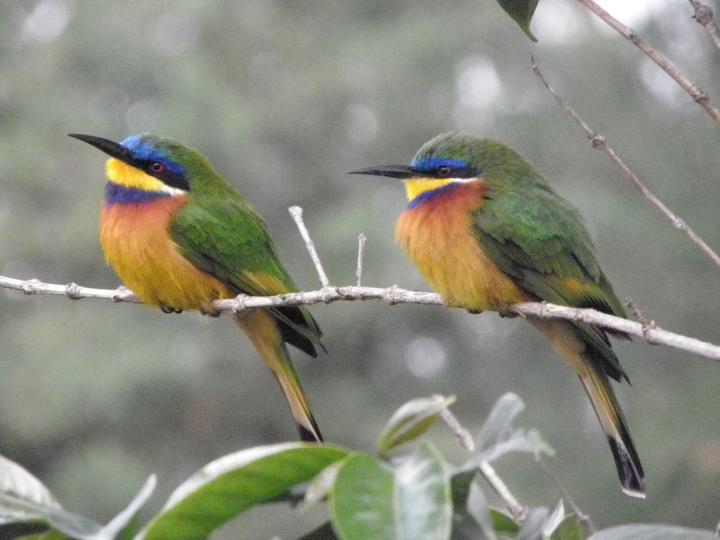 Ethiopian Bee-eater