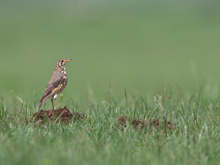Ethiopian Thrush