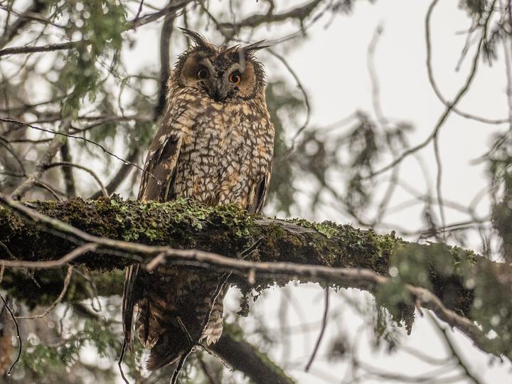 Abyssinian Owl