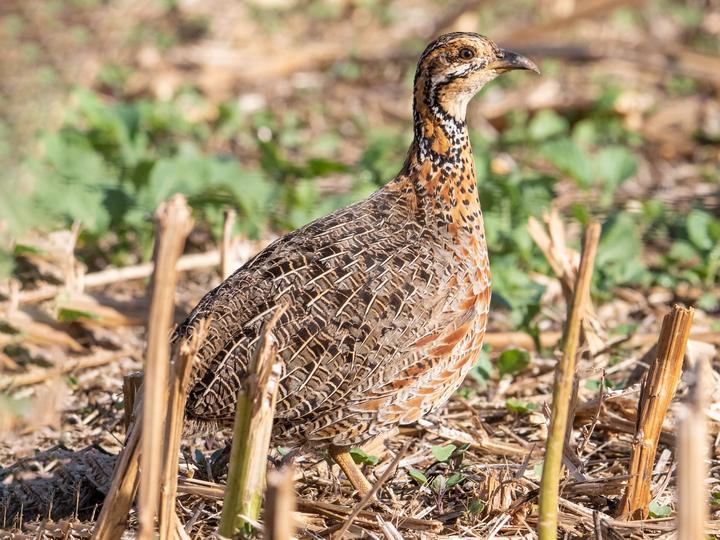 Elgon Francolin