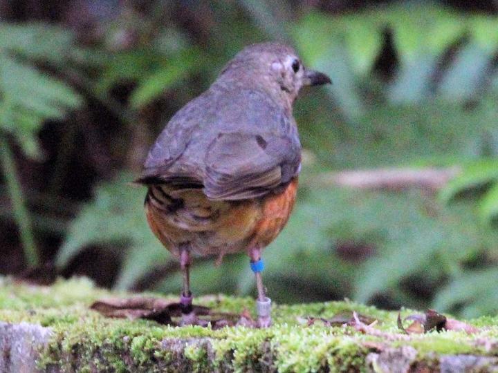 Everett's Thrush