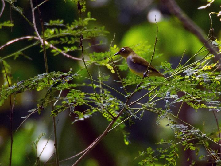 Everett's White-eye