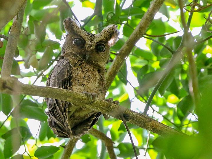 Everett's Scops Owl