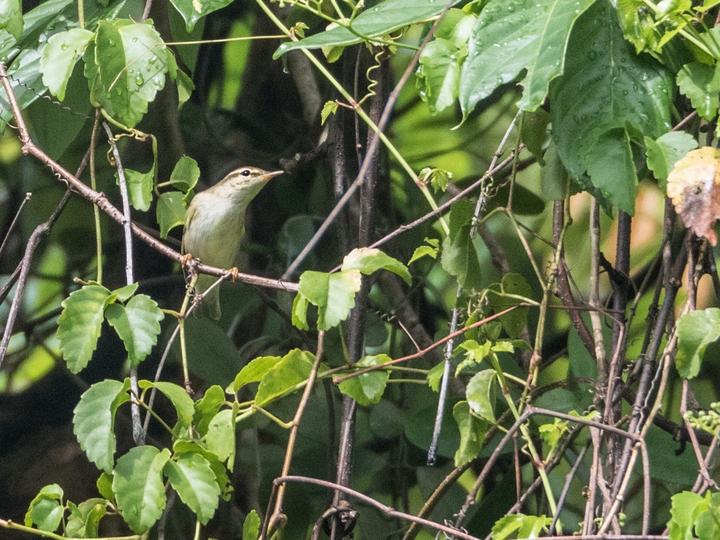 Kamchatka Leaf Warbler