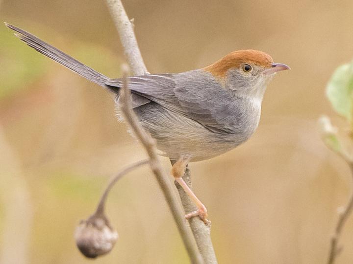 Long-tailed Cisticola