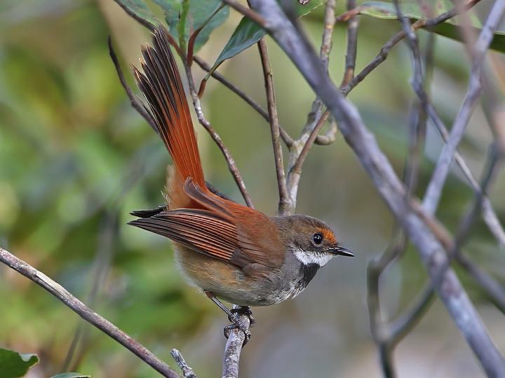 Taliabu Fantail