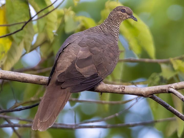 Tanimbar Cuckoo-Dove