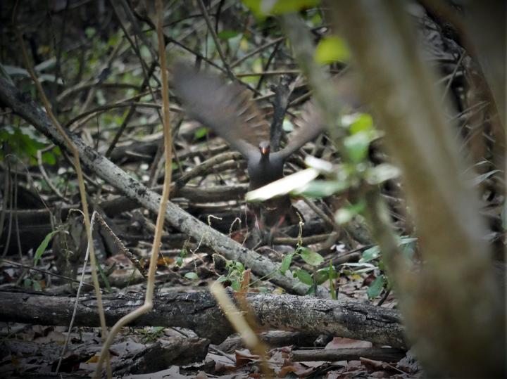 Tanimbar Megapode