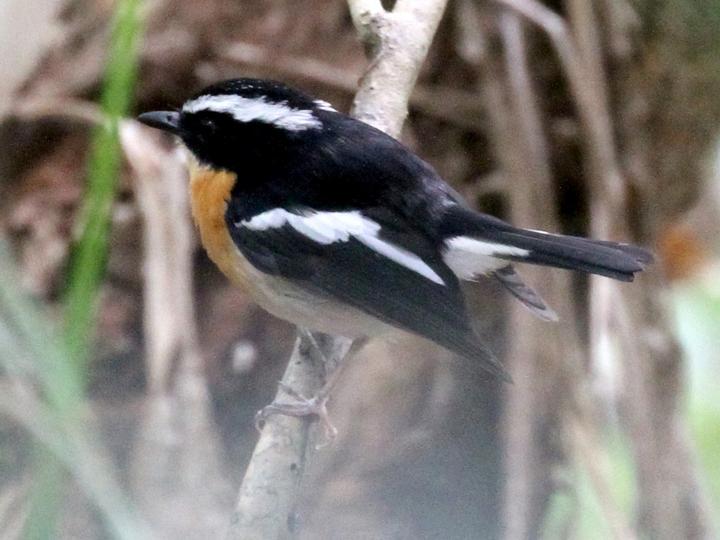 Tanimbar Flycatcher