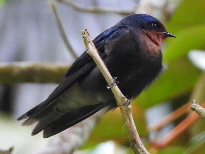 Tahiti Swallow