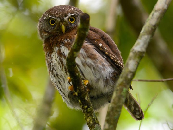 Tamaulipas Pygmy Owl