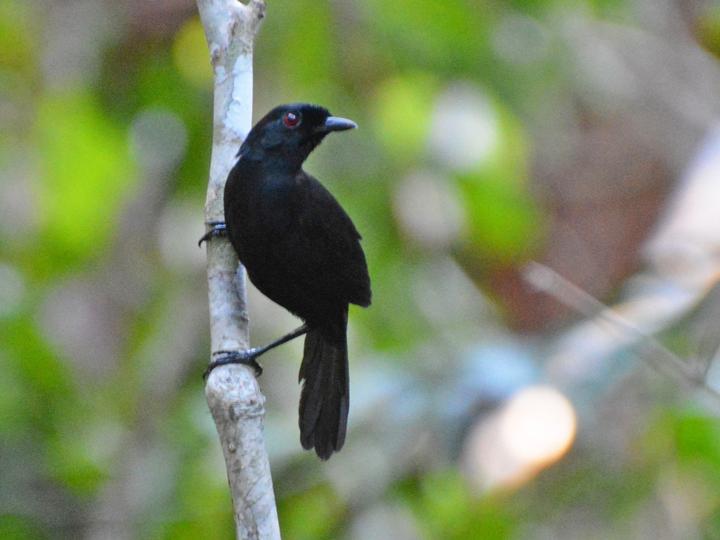Tapajos Fire-eye