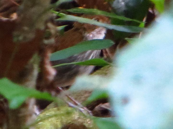 Tapajos Antpitta