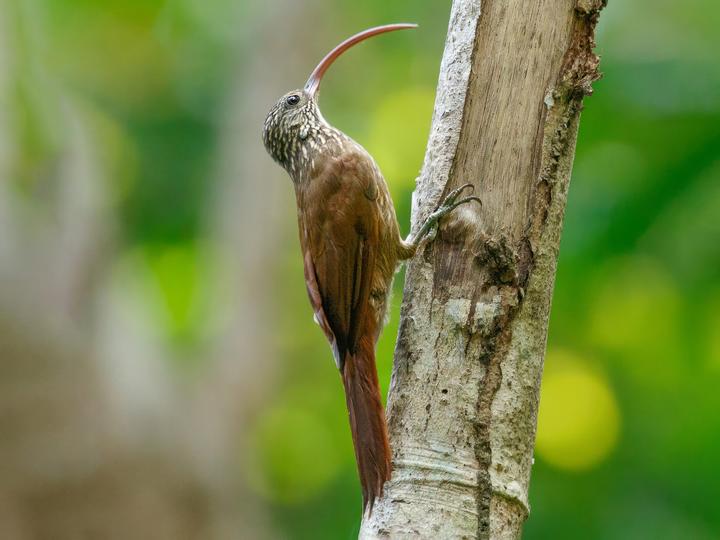 Tapajos Scythebill