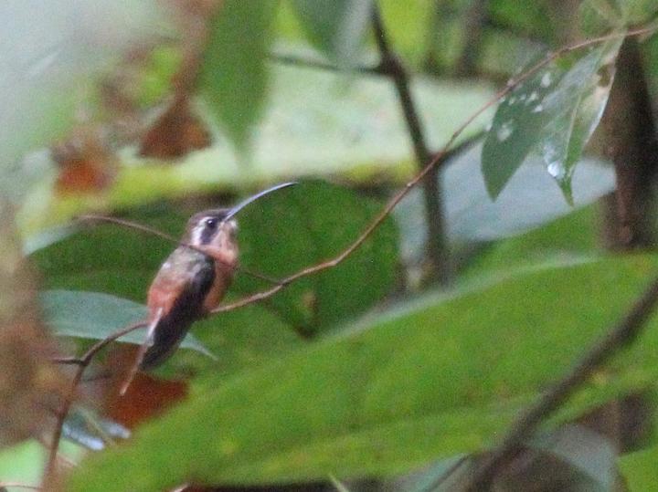 Tapajos Hermit