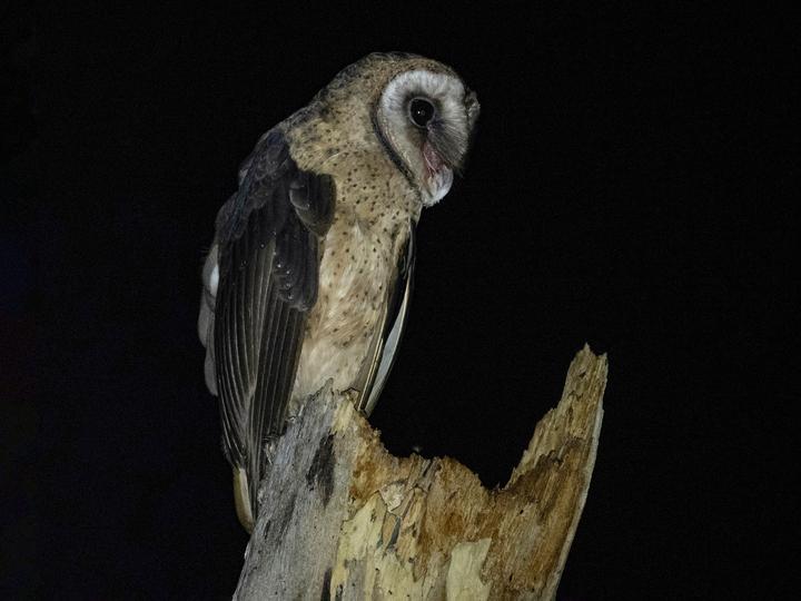 Taliabu Masked Owl