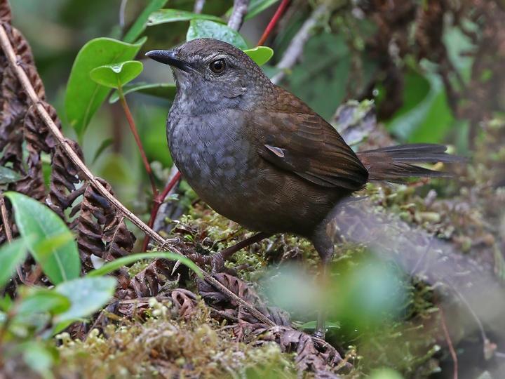 Taliabu Bush Warbler