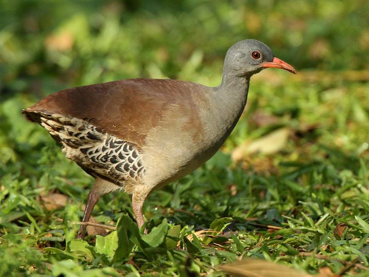 Tataupa Tinamou