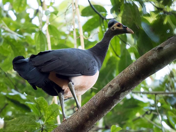 Maleo