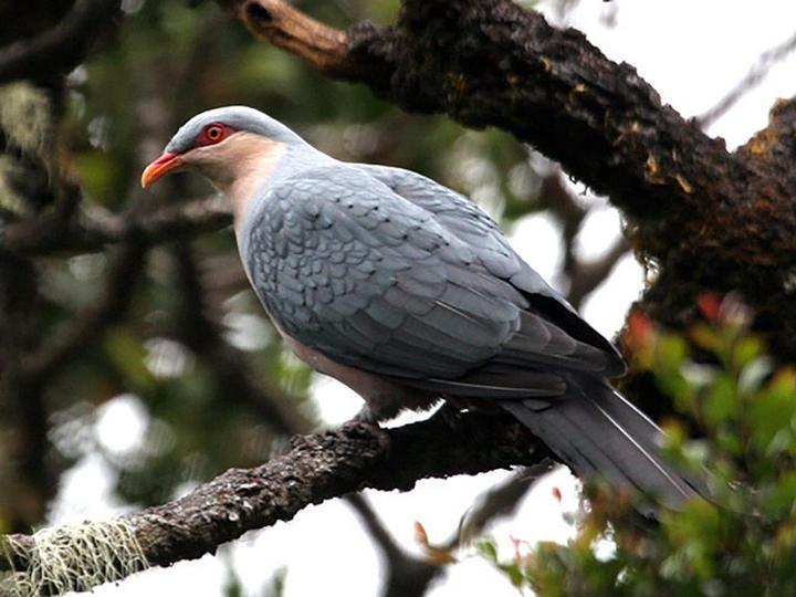 Seram Mountain Pigeon