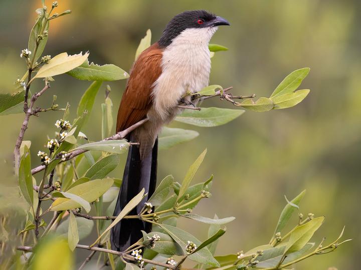 Senegal Coucal