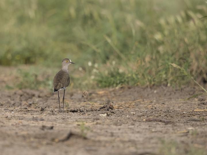 Senegal Lapwing