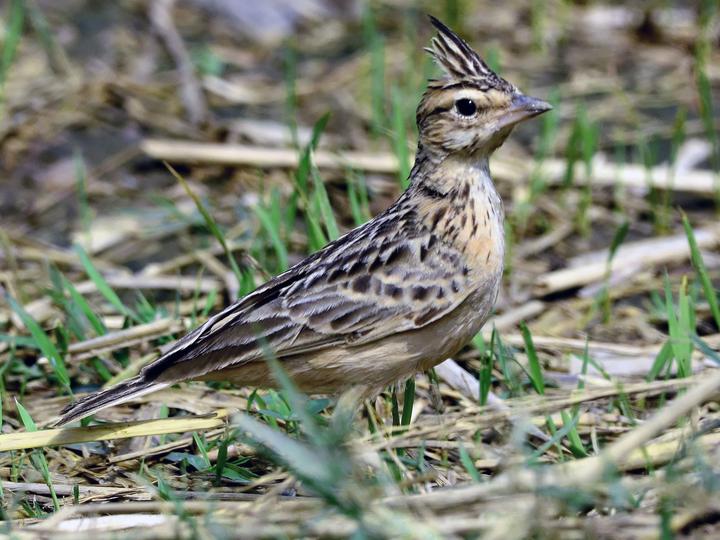 Sykes's Lark