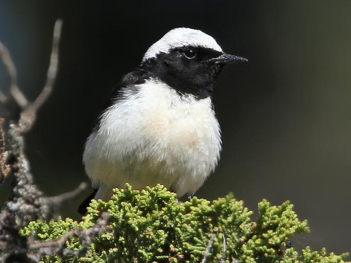 Cyprus Wheatear