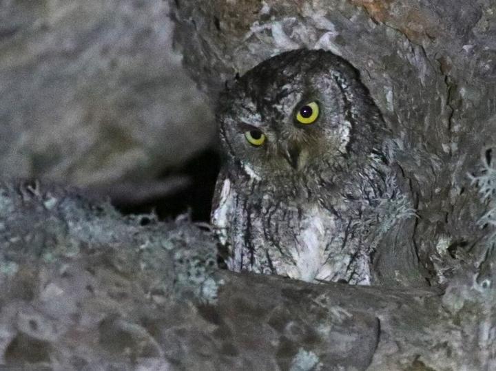 Cyprus Scops Owl