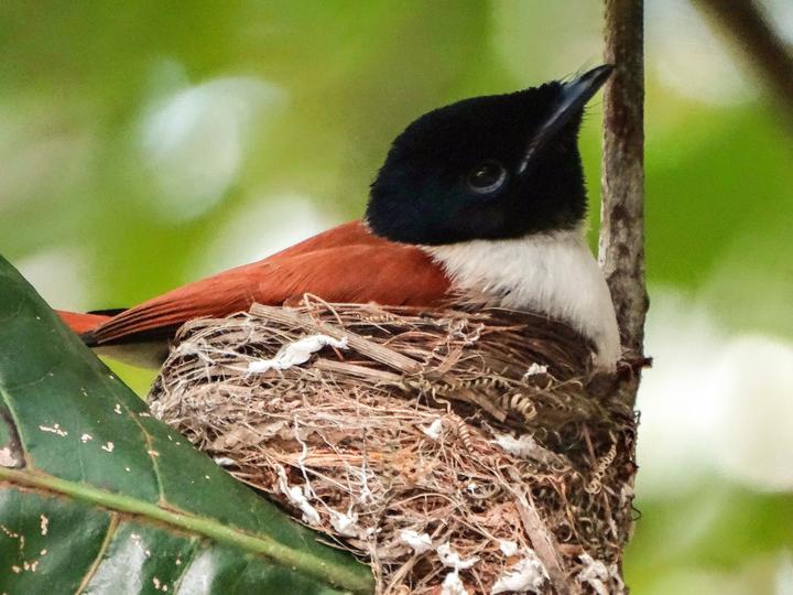 Seychelles Paradise Flycatcher