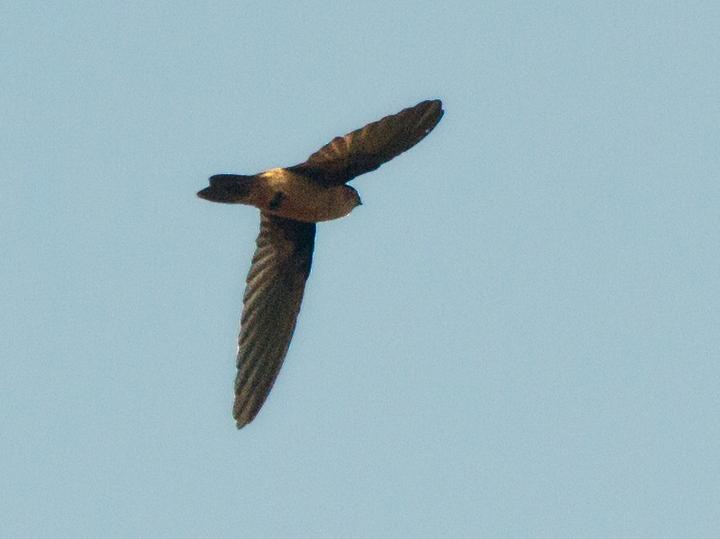 Seychelles Swiftlet