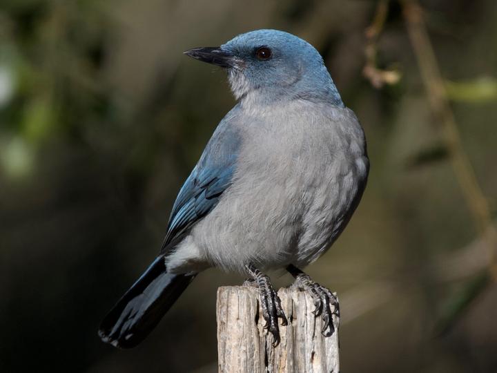 Mexican Jay