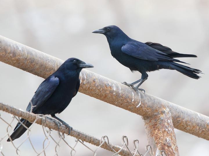 Tamaulipas Crow