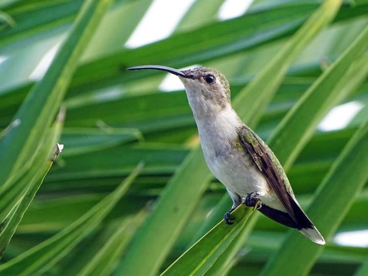 Mexican Sheartail