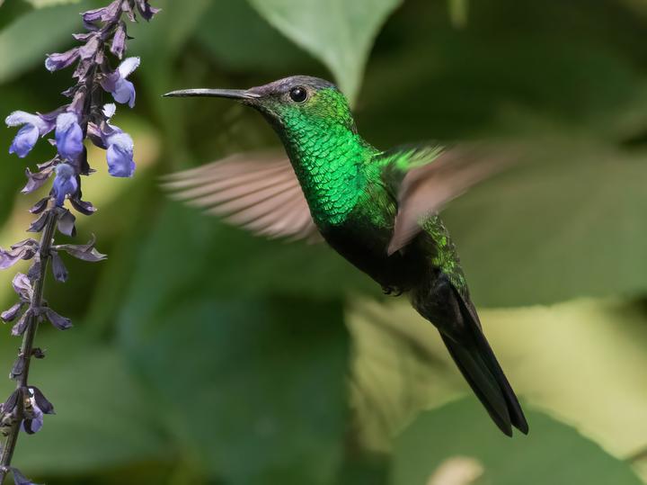 Mexican Woodnymph