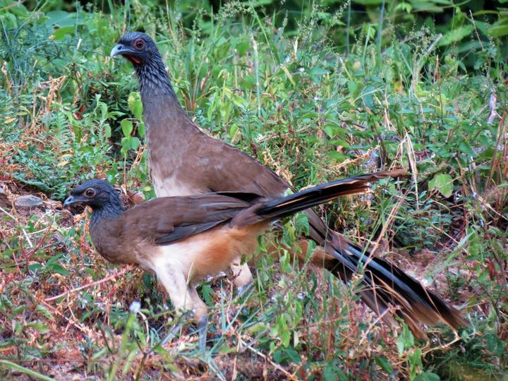 West Mexican Chachalaca