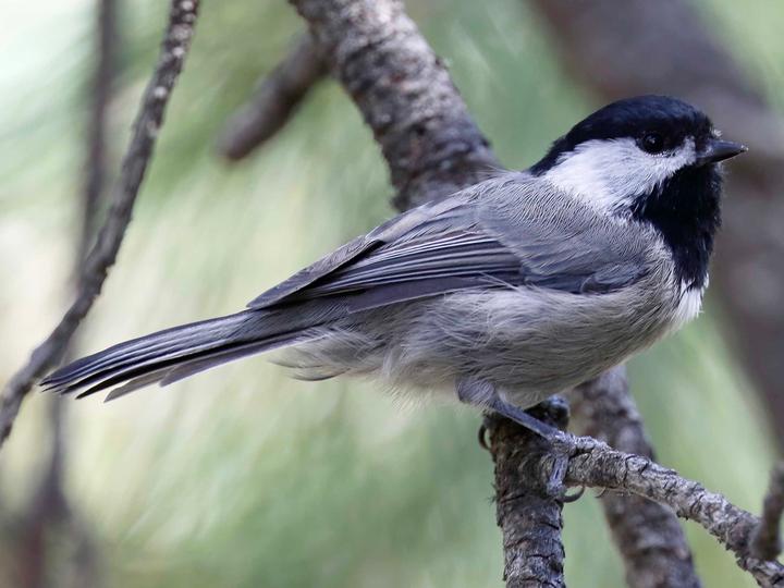 Mexican Chickadee