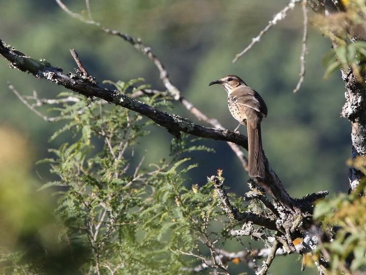 Ocellated Thrasher
