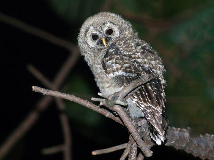 Cinereous Owl