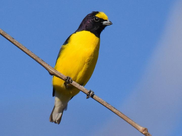 West Mexican Euphonia