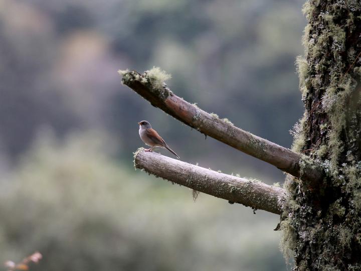 Yellow-eyed Junco