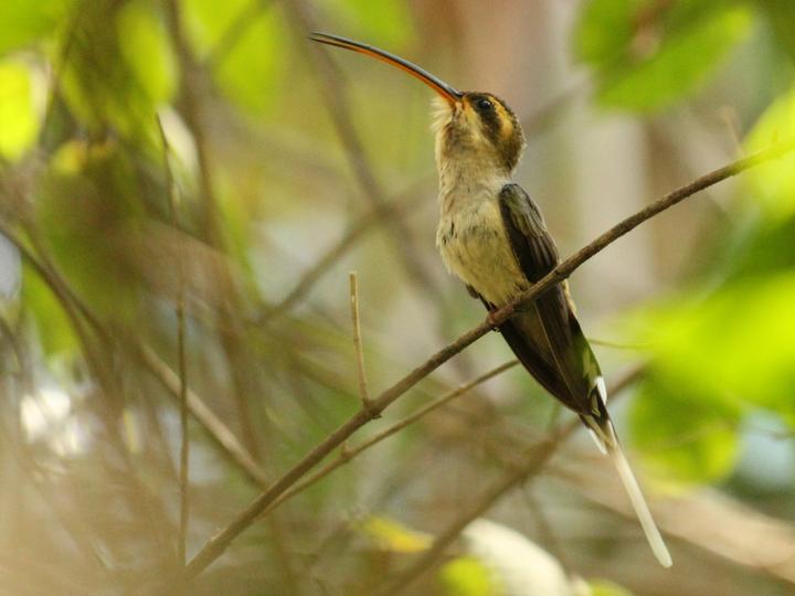 Mexican Hermit