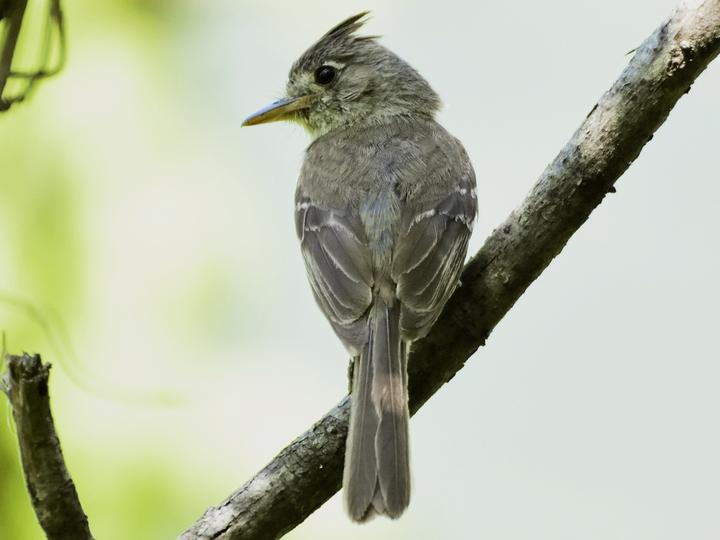 Pileated Flycatcher