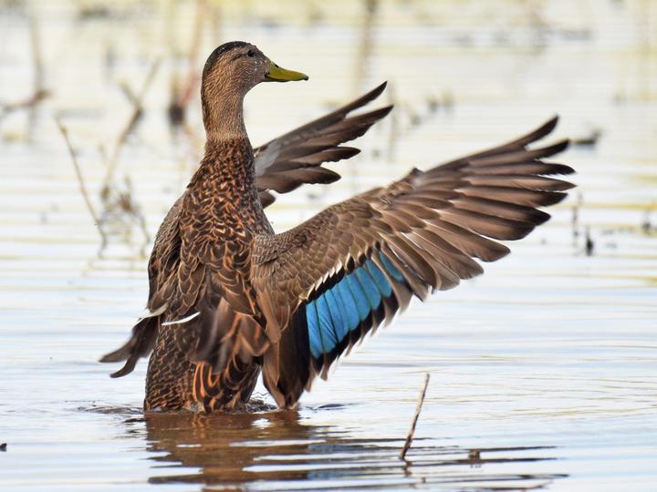 Mexican Duck